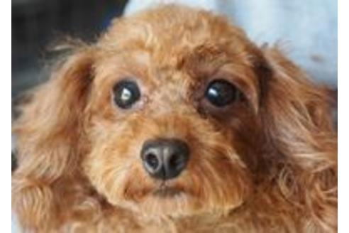 販売中のトイプードルの親犬